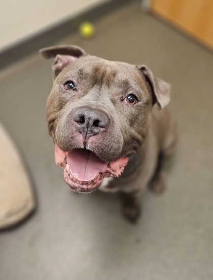 SNOOP DOG - American Pit Bull Terrier / Mix available for adoption
