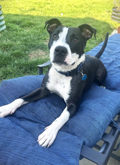 MILO - American Pit Bull Terrier / Mix available for adoption
