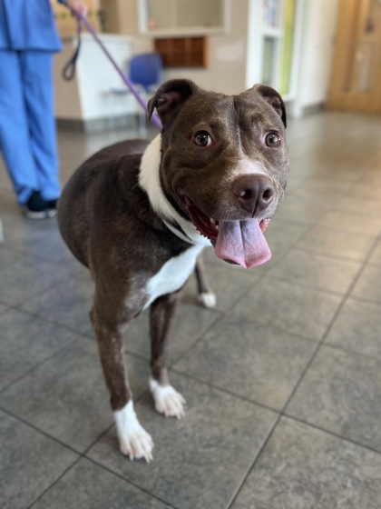 JED - Pit Bull Terrier / Mix available for adoption
