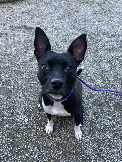 TILLIE - American Pit Bull Terrier / Mix available for adoption