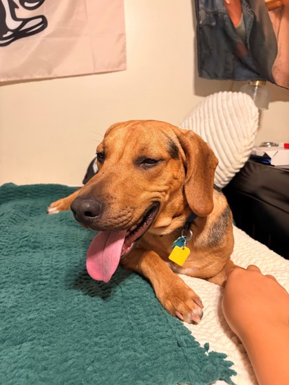 NICK - Hound / Mix available for adoption