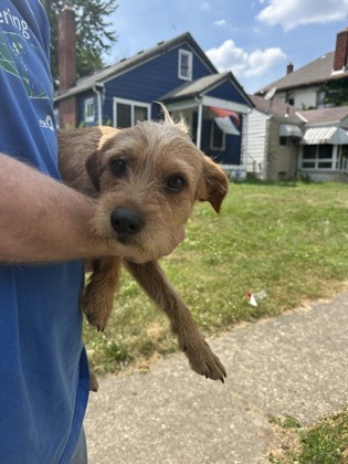 ARTHUR - Mixed Breed, Medium (up to 44 lbs fully grown) / Mix available for adoption