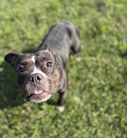 ZOEY - Bully American  - Standard / Mix available for adoption