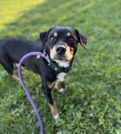 ACORN - Mixed Breed, Medium (up to 44 lbs fully grown) / Mix available for adoption