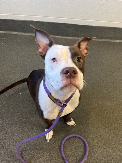 PAULIE-FOTS - Pit Bull Terrier / Mix available for adoption