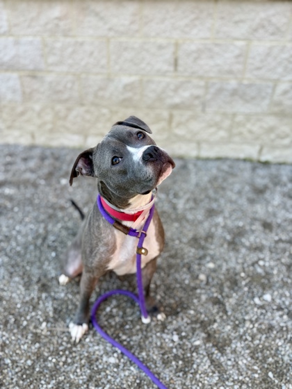 MAX - Pit Bull Terrier / Mix available for adoption