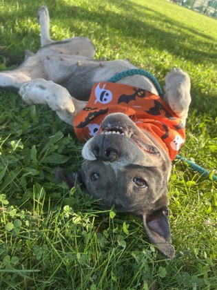 EMMELINE - Pit Bull Terrier / Mix available for adoption
