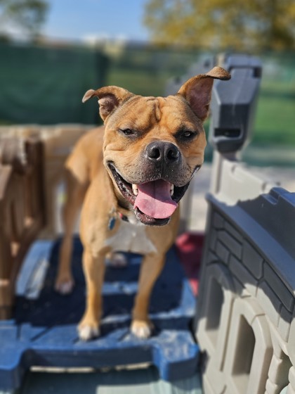 FRITO - American Pit Bull Terrier / Mix available for adoption