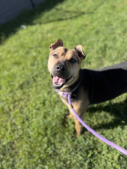 DELILAH - Chinese Shar-Pei / Mix available for adoption