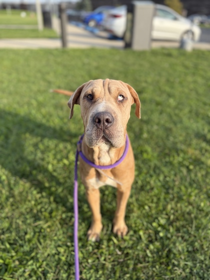 RAE - Mixed Breed, Large (over 44 lbs fully grown) / Mix available for adoption
