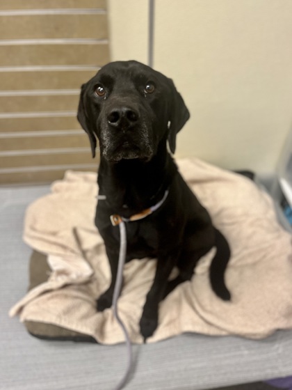 KUJI - Labrador Retriever / Mix available for adoption