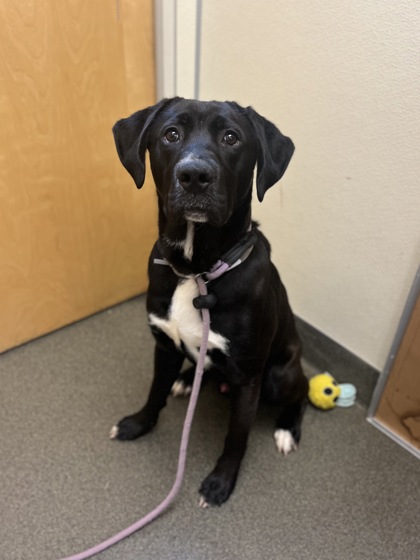 CODY - Labrador Retriever / Mix available for adoption