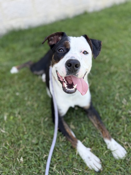 CHIKOO - Mixed Breed, Medium (up to 44 lbs fully grown) / Mix available for adoption