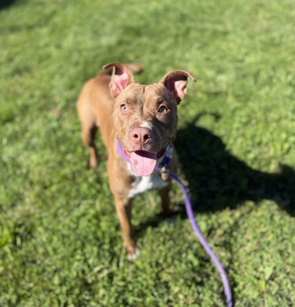 CLEO - Pit Bull Terrier / Mix available for adoption