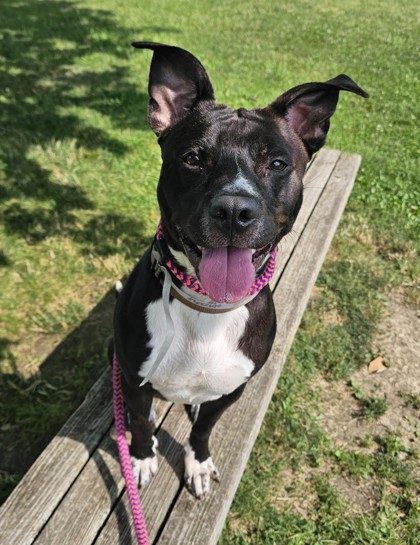 CALLIE - American Pit Bull Terrier / Mix available for adoption