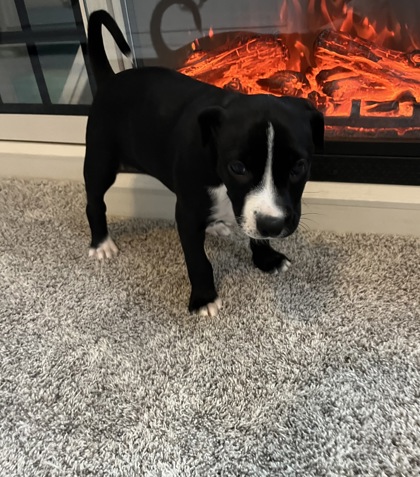 COOKIE - Mixed Breed, Medium (up to 44 lbs fully grown) / Mix available for adoption