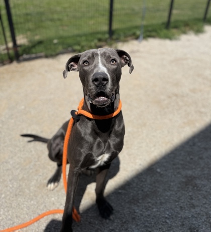 BRONCO - Great Dane / Mix available for adoption