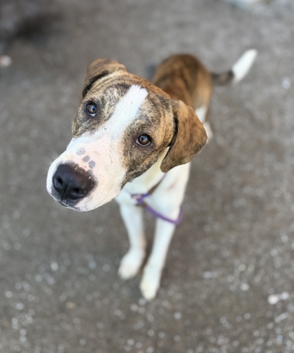 DEPUTY - Mixed Breed, Large (over 44 lbs fully grown) / Mix available for adoption