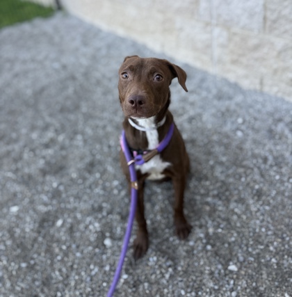 ANNABELLE - Mixed Breed, Medium (up to 44 lbs fully grown) / Mix available for adoption