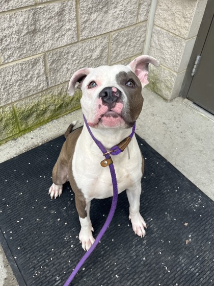 CHECKERS - Pit Bull Terrier / Mix available for adoption