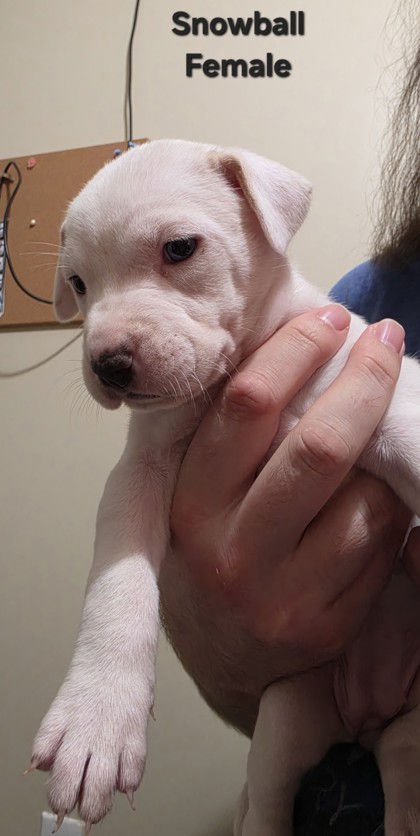 SNOWBALL(PUP 1)