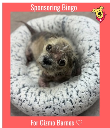 BINGO - Shih Tzu / Mix available for adoption