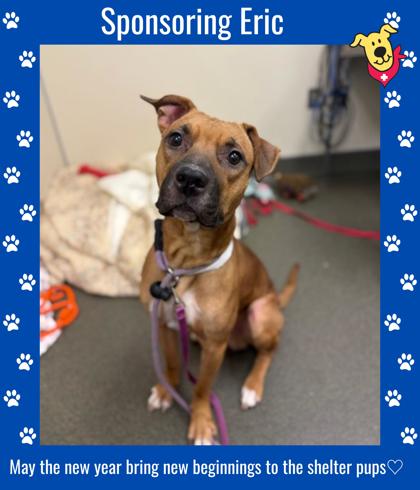 ERIC - Pit Bull Terrier / Mix available for adoption