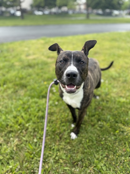 DALE - Pit Bull Terrier / Mix available for adoption