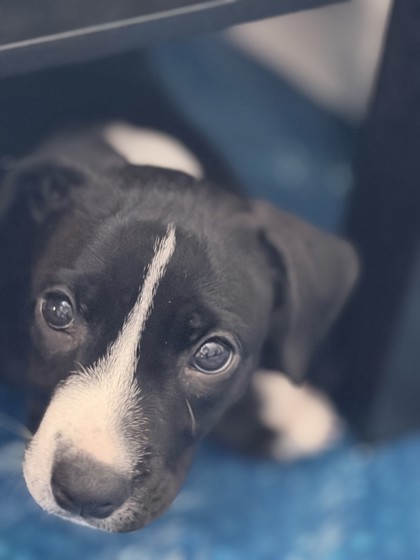 COOKIE - Mixed Breed, Medium (up to 44 lbs fully grown) / Mix available for adoption