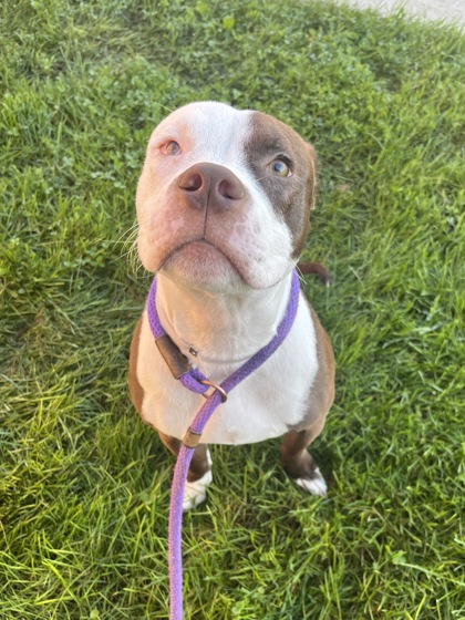 PAULIE-FOTS - Pit Bull Terrier / Mix available for adoption