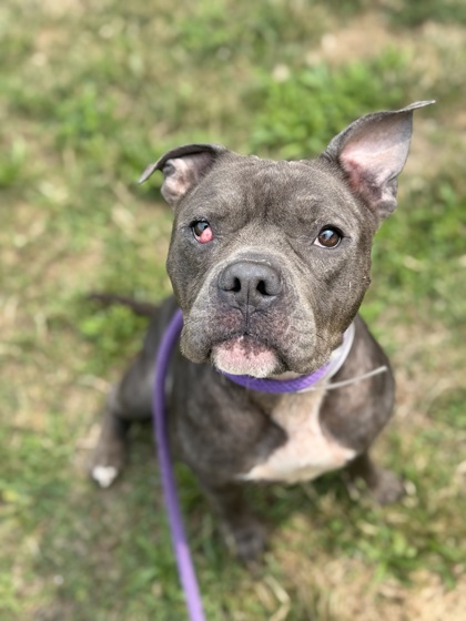 CHERRY - Pit Bull Terrier / Mix available for adoption