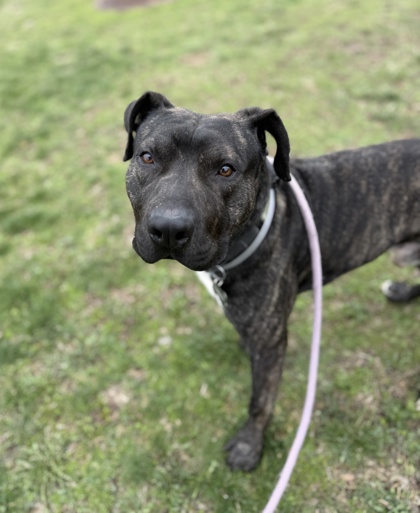 BANE - Mixed Breed, Large (over 44 lbs fully grown) / Mix available for adoption