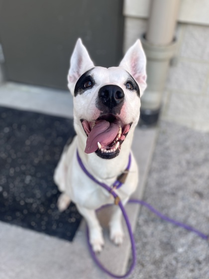 RUE - Mixed Breed, Large (over 44 lbs fully grown) / Mix available for adoption