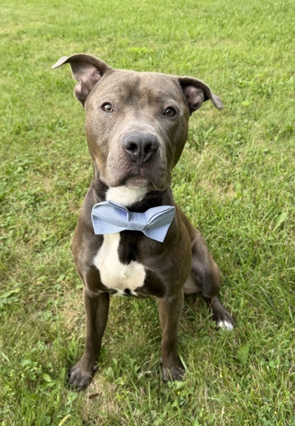 BARNEY - Pit Bull Terrier / Mix available for adoption