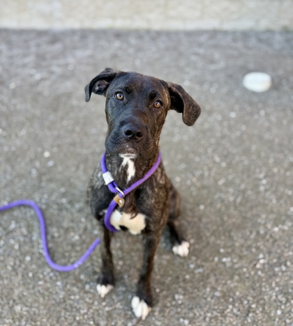 SUZIE - Mixed Breed, Large (over 44 lbs fully grown) / Mix available for adoption