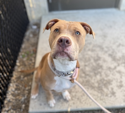 CALEB - Pit Bull Terrier / Mix available for adoption