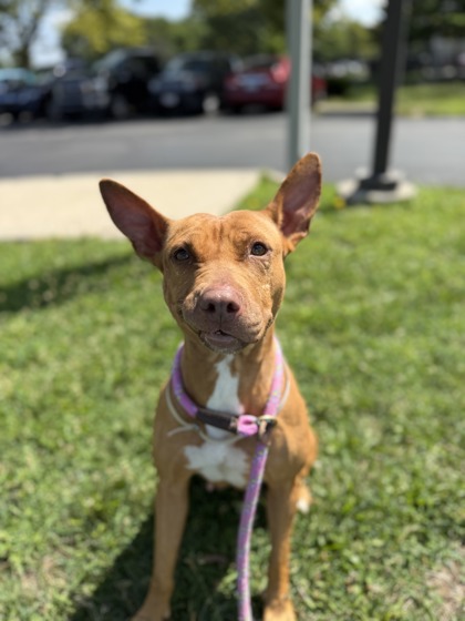 MINA - Pit Bull Terrier / Mix available for adoption