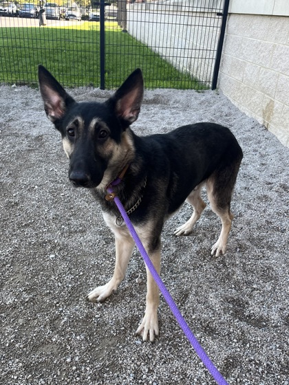 CODY - German Shepherd available for adoption