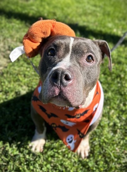 GERTIE - American Staffordshire Terrier / Mix available for adoption