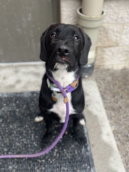 STITCH - Labrador Retriever / Mix available for adoption