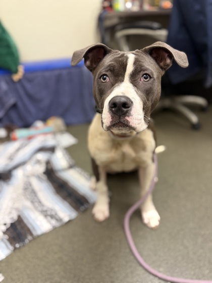 DIVA - American Pit Bull Terrier / Mix available for adoption