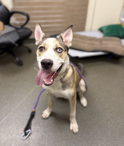 FERNANDO - Mixed Breed, Large (over 44 lbs fully grown) / Mix available for adoption