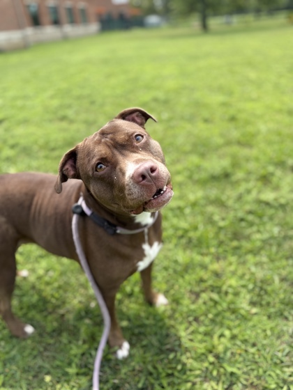 GISELLE - American Pit Bull Terrier / Mix available for adoption