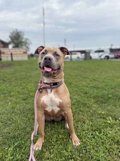 CARAMEL - American Pit Bull Terrier / Mix for adoption in Columbus