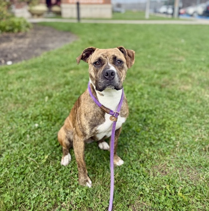 BELLA - Pit Bull Terrier / Mix available for adoption