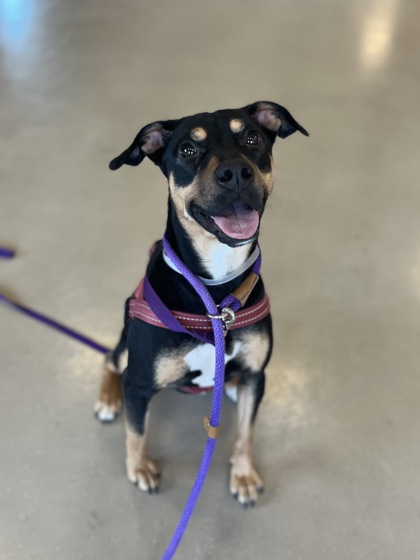 COCO - Mixed Breed, Medium (up to 44 lbs fully grown) / Mix available for adoption