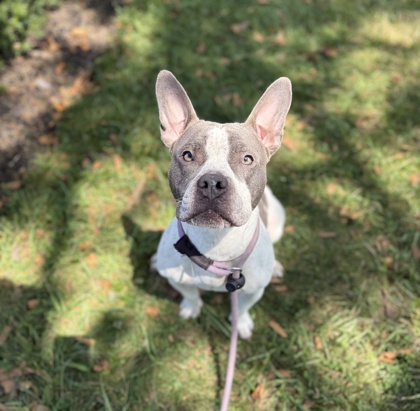 NOEL COOKIE - Bully American - Pocket / Mix available for adoption