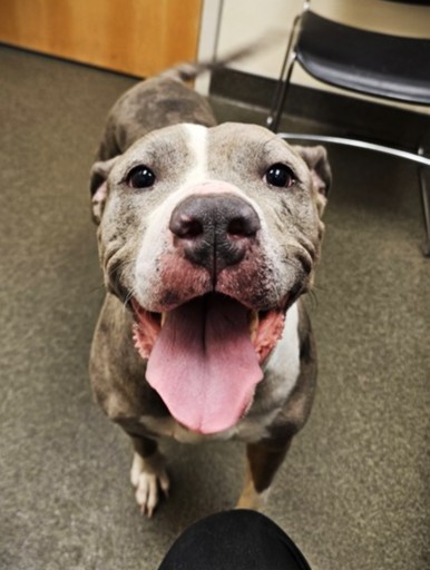 CHEYENNE - American Pit Bull Terrier / Mix available for adoption