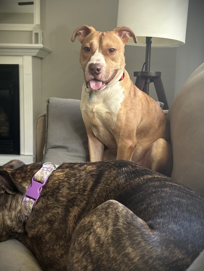DUDLEY - Pit Bull Terrier / Mix available for adoption