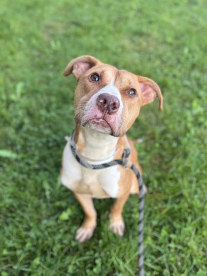 DUDLEY - Pit Bull Terrier / Mix available for adoption